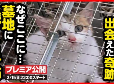【子猫 保護】真冬の古びた墓地…突然捨てられた子猫を保護しました