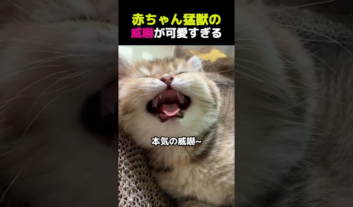 【 突然、子猫が“猛獣化”した理由w 🐾】