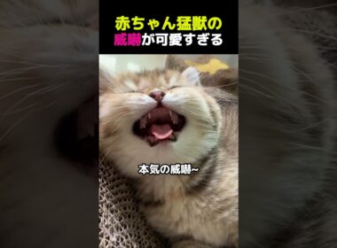 【 突然、子猫が“猛獣化”した理由w 🐾】