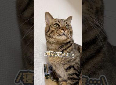 「まだ寝ないでぇ…」と、大好きなママに駄々をこねる猫