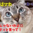 【沖縄っ子】子猫の残り物を食べちゃうので誰か迎えに来てください