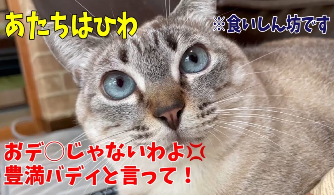 【沖縄っ子】子猫の残り物を食べちゃうので誰か迎えに来てください