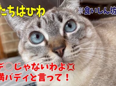 【沖縄っ子】子猫の残り物を食べちゃうので誰か迎えに来てください