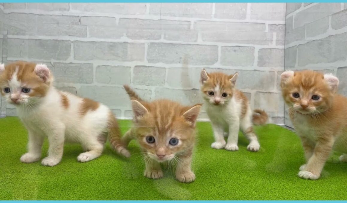 Coo&RIKU　No.00745122 アメリカンカール