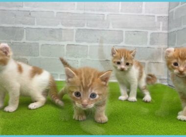 Coo&RIKU　No.00745122 アメリカンカール