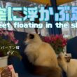 バーマン猫ガブとラフ【空に浮かぶ足】Feet floating in the sky（バーマン猫）Birman/Cat
