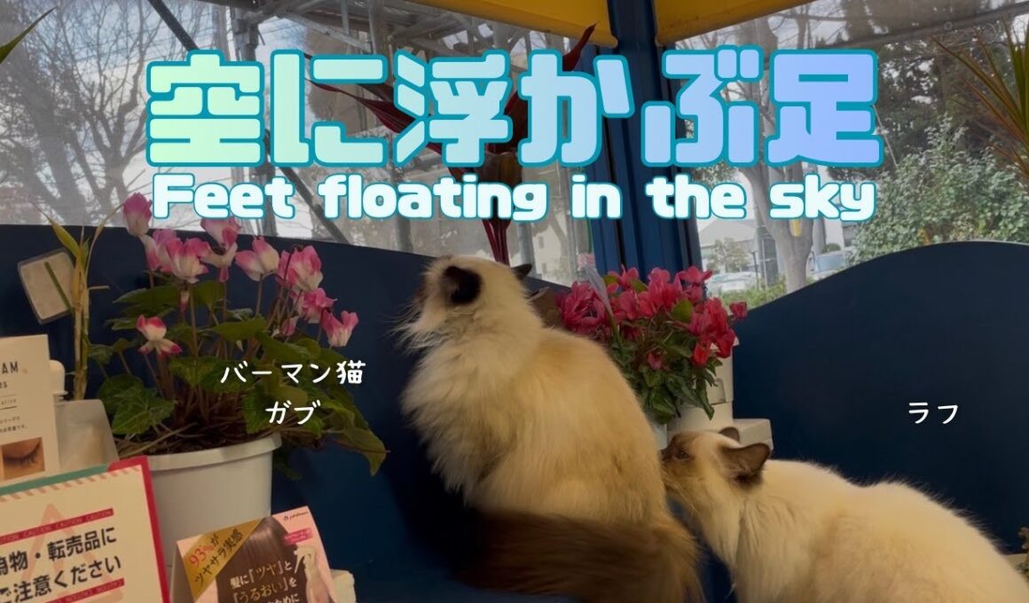 バーマン猫ガブとラフ【空に浮かぶ足】Feet floating in the sky（バーマン猫）Birman/Cat