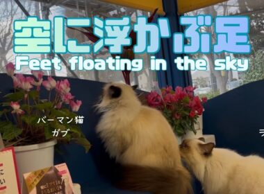 バーマン猫ガブとラフ【空に浮かぶ足】Feet floating in the sky（バーマン猫）Birman/Cat