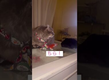 ちら #ねこ動画 #アメリカンカール #猫のいる暮らし