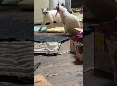 新型ネコジャラシ、シャム猫のパンダ、遊び始めた。妹の雫、横で、グルーミング