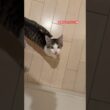 甘えんぼの子猫 #子猫 #かわいい子猫 #猫の鳴き声