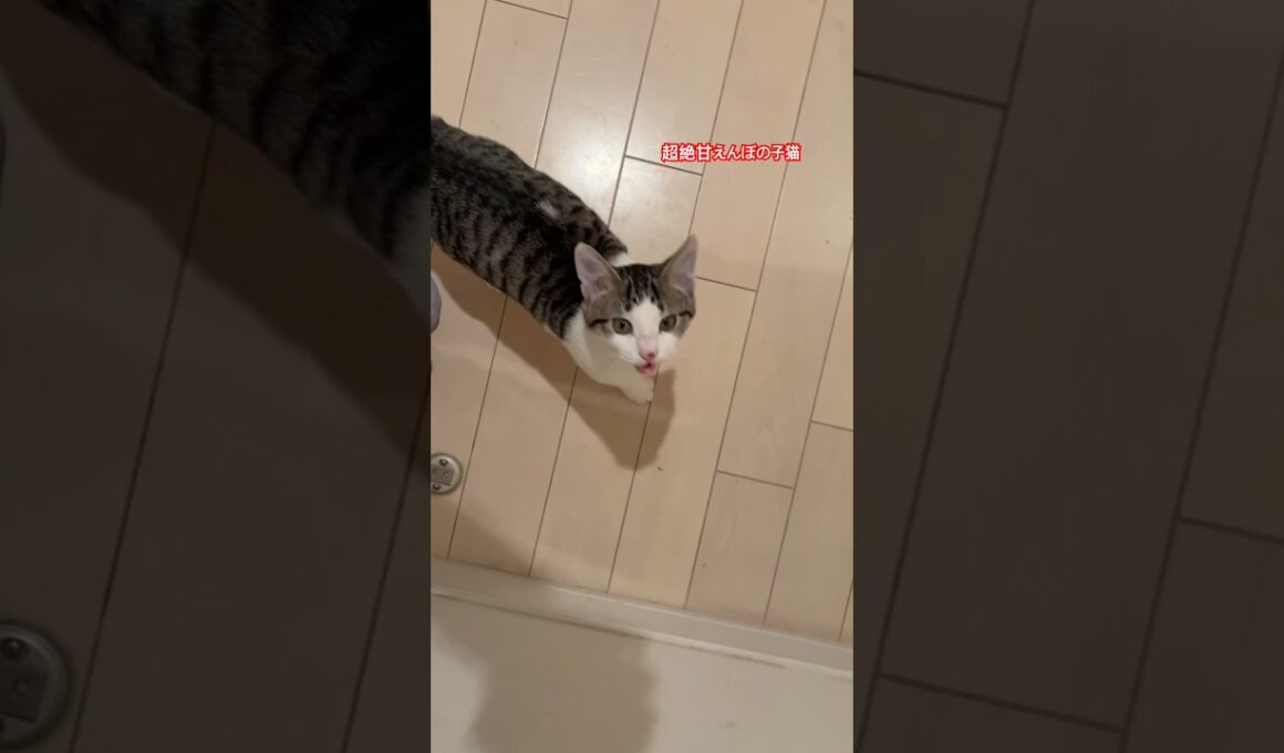 甘えんぼの子猫 #子猫 #かわいい子猫 #猫の鳴き声