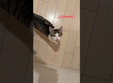 甘えんぼの子猫 #子猫 #かわいい子猫 #猫の鳴き声