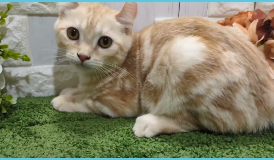 Coo&RIKU　No.00740123 アメリカンカール