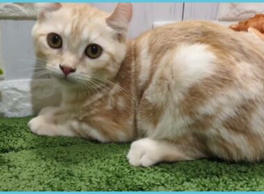 Coo&RIKU　No.00740123 アメリカンカール