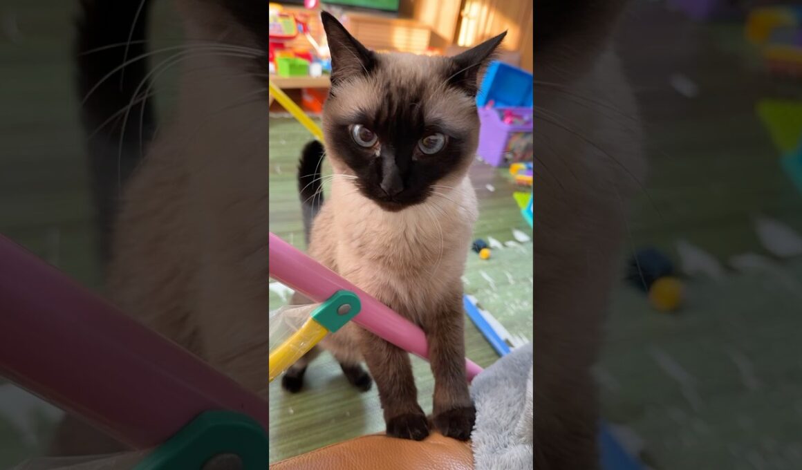 甘えてくるシャム猫のふくさん【たぬき猫】 #cat #しゃむねこ #猫のいる暮らし #猫好きさんと繋がりたい #ねこ #cute