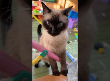 甘えてくるシャム猫のふくさん【たぬき猫】 #cat #しゃむねこ #猫のいる暮らし #猫好きさんと繋がりたい #ねこ #cute