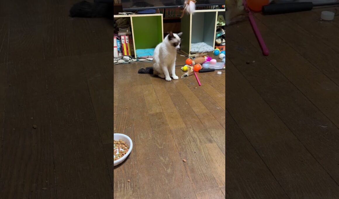 シャム猫のパンダ「前、一番人気だったネコジャラシか、やらん。新型ネコジャラシ、やりに行こうっと」