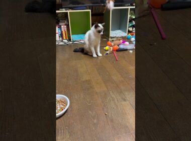 シャム猫のパンダ「前、一番人気だったネコジャラシか、やらん。新型ネコジャラシ、やりに行こうっと」