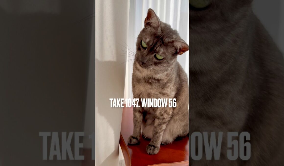 サロンの南窓は、遮光カーテンを引けばすすの秘密基地に。#窓辺の猫 #egyptianmaucat #エジプシャンマウスモーク #エジプシャンマウ #shorts #猫と暮らす #青森県の猫