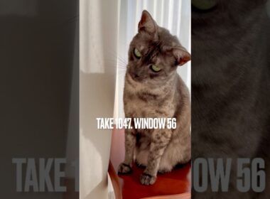 サロンの南窓は、遮光カーテンを引けばすすの秘密基地に。#窓辺の猫 #egyptianmaucat #エジプシャンマウスモーク #エジプシャンマウ #shorts #猫と暮らす #青森県の猫