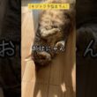 [キジトラ子猫まろん]おはにゃん！お日様気持ちいい！
