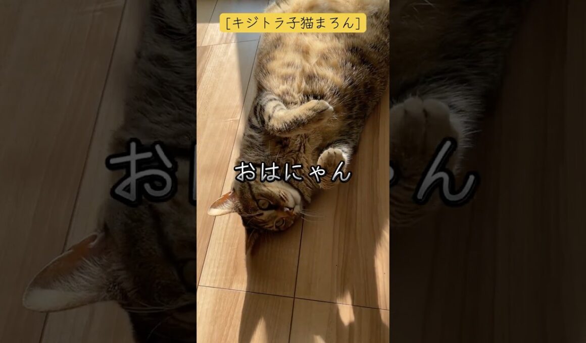 [キジトラ子猫まろん]おはにゃん！お日様気持ちいい！