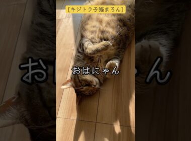 [キジトラ子猫まろん]おはにゃん！お日様気持ちいい！