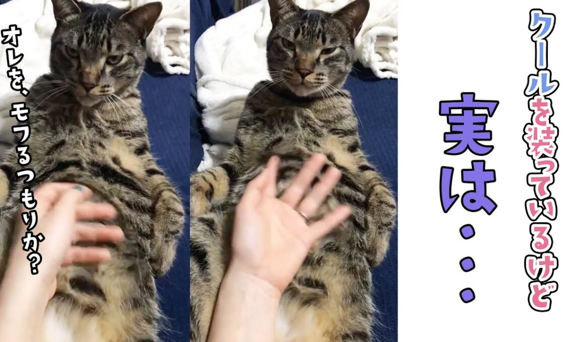 クールぶってるけど、まんざらでもないよね？｜PECO