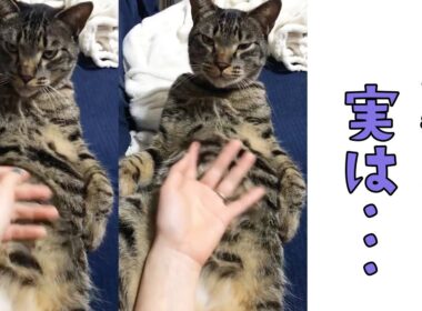 クールぶってるけど、まんざらでもないよね？｜PECO