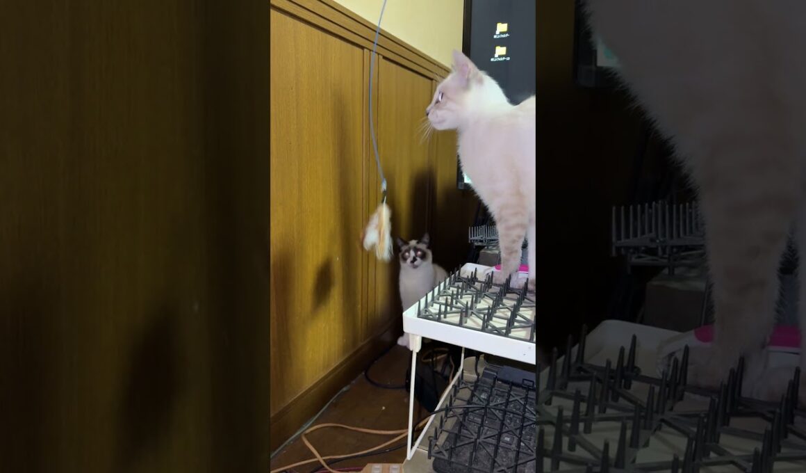 シャム猫のパンダ「新型ネコジャラシ、やりに行くのに、邪魔するな！キジシロのルル、シャムの雫。旧型ネコジャラシには、興味ないわ」