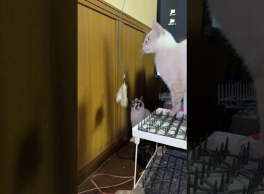 シャム猫のパンダ「新型ネコジャラシ、やりに行くのに、邪魔するな！キジシロのルル、シャムの雫。旧型ネコジャラシには、興味ないわ」