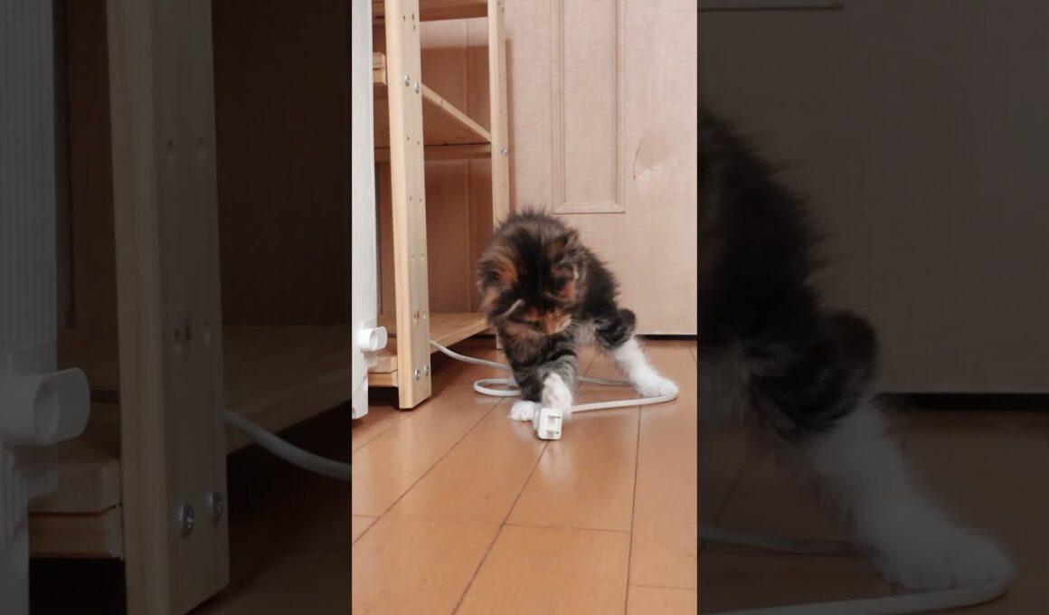 メインクーン子猫の小町ちゃんが生後2ヶ月に成りました