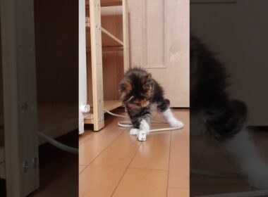 メインクーン子猫の小町ちゃんが生後2ヶ月に成りました