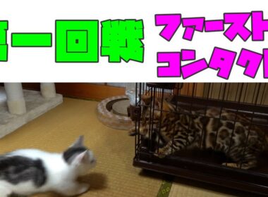 初めて子猫３匹（マンチカン・アビシニアン・ベンガル）を会わせてみました！【短足マンチカン子猫とのまる】