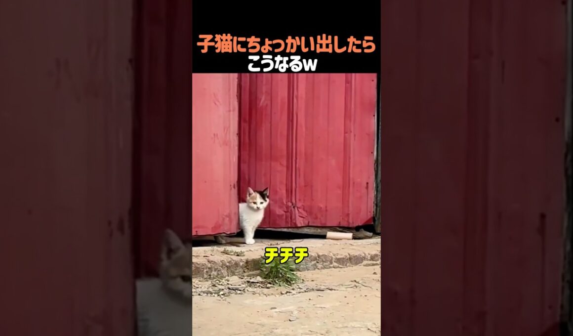 子猫にちょっかい出したらこうなるw