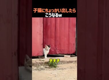 子猫にちょっかい出したらこうなるw