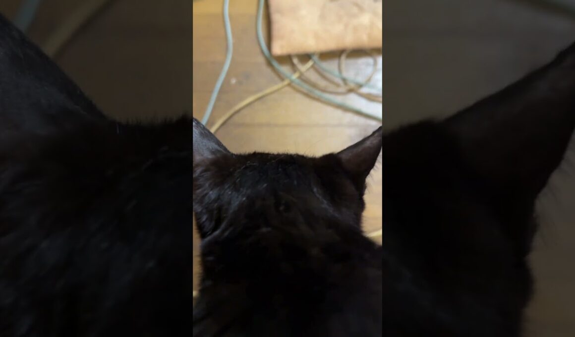 シャム猫のパンダ「新型ネコジャラシ、壊れちゃった。直してよ、黒猫くー、ウp主」