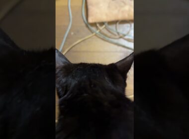 シャム猫のパンダ「新型ネコジャラシ、壊れちゃった。直してよ、黒猫くー、ウp主」