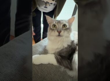 朝のご挨拶。少年を見送る大型猫メインクーン。お腹をいじられて不機嫌になる#short