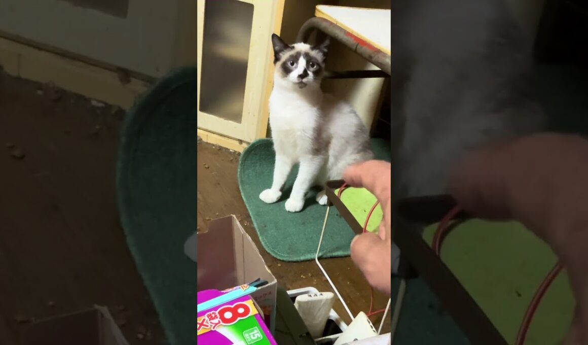 直したよ、新型ネコジャラシ。キジシロのルル、シャムの雫。でも、一番、嬉しいのは、シャムのパンダくんだった