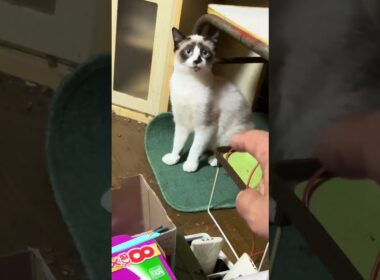 直したよ、新型ネコジャラシ。キジシロのルル、シャムの雫。でも、一番、嬉しいのは、シャムのパンダくんだった