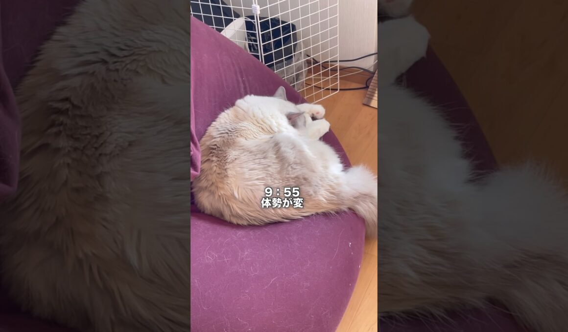 抱っこ大好き猫の1日 #cat #ragdolls #猫 #ラグドール