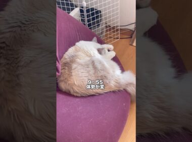 抱っこ大好き猫の1日 #cat #ragdolls #猫 #ラグドール