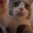 【急募】子猫がするコレってなに！？