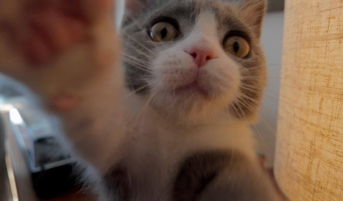 【急募】子猫がするコレってなに！？