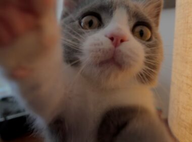 【急募】子猫がするコレってなに！？