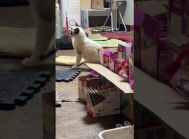 シャム猫のパンダ。直した新型ネコジャラシを、さっそく、始める