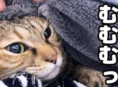 大姉ちゃん猫の文句声を聞き出るに出れなくなった麦わら猫が可愛すぎました…笑