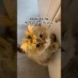 2026/02/16今日のしーちゃん #猫 #ペルシャ #シエル #cat #猫のいる暮らし